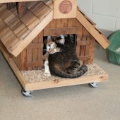 SPCA cats in house